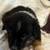 For adoption Mini Aussie Puppies 13 thumbnail