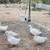 Moving Sale, All female ducks, BUY 1 GET 1 FREE 6 thumbnail