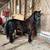 Amhr mini mare 2 thumbnail