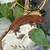 Crested gecko 4 thumbnail