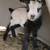 Fainting Goats, Tiny Mini Silkys 5 thumbnail