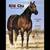 AQHA Gelding 13 thumbnail