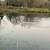 Ducks 1 thumbnail