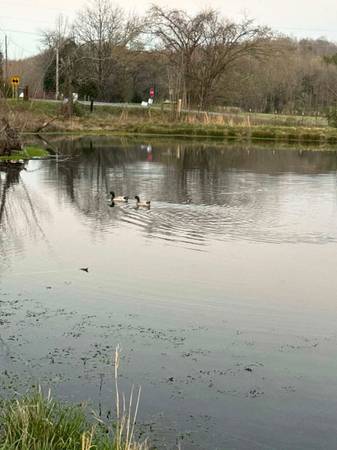 Ducks 1