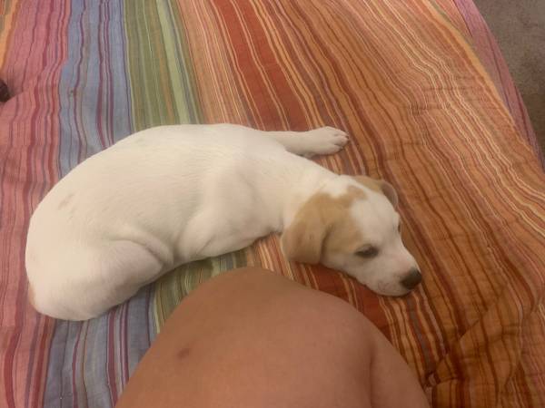 Rehoming Two puppies 9weeks old (El cajon)63955993600899120