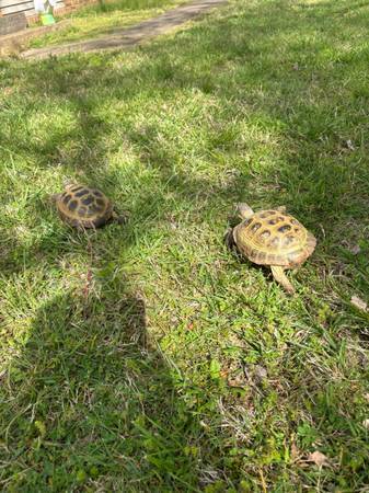 Two male tortoises (Scottsville)