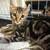 Kitten 2 thumbnail