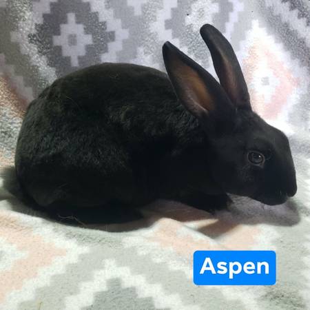 Mini Rex *Reduced Price* 1