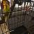 parakeets budgies for sale 8 colorful birds 4 thumbnail