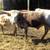 Registered Texas Longhorn Bulls 4 thumbnail
