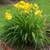 Gold Stella d'Oro Reblooming Daylilies 2 thumbnail