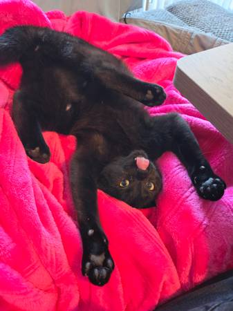Gato negro joven macho
