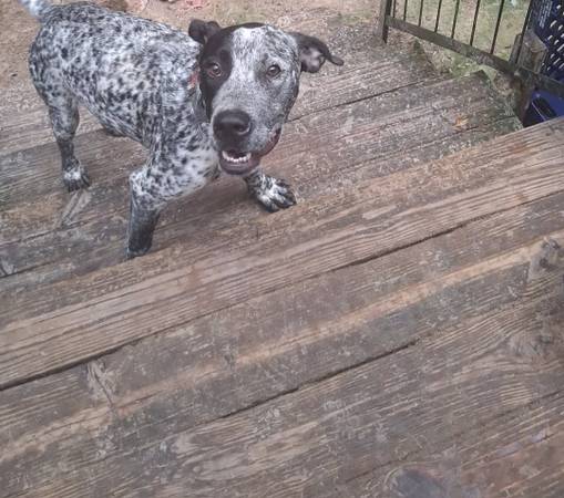 Male German shorthaired mix