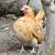 CHICKENS, ROOSTERS & EGGS: SERAMA / KIKIRIKI / AZTECA / OEGB / SILKIE 2 thumbnail