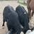 Beef calves 2 thumbnail