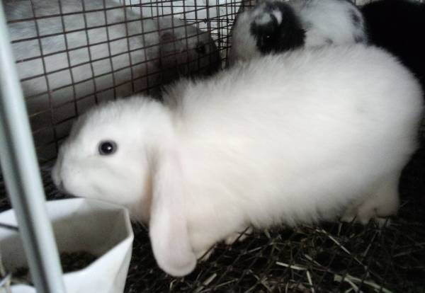 Holland lop bunnies 1