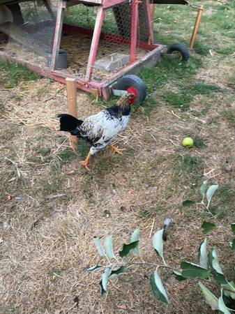 Chicken, Rooster 1