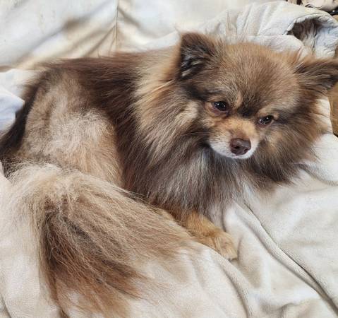 Pomerania (Belton)63839344385795120