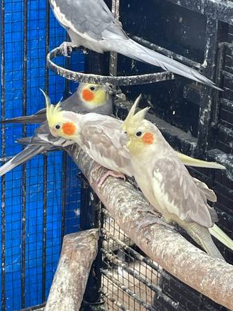Cacatúas (Santa Maria)601926404377169922