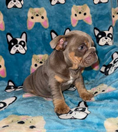 CACHORRA BULLDOG INGLÉS HEMBRA (San Antonio)63372789570305123