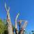 🌴TREE SERVICE TREE REMOVAL TREE TRIMMING PALM TREE TRIMMING/REMOVAL🌳 3 thumbnail