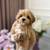 Orange Awesome Maltipoo   1 thumbnail