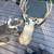 Eight point buck big 8 thumbnail