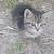 Barn kittens 4 thumbnail