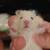 Hamsters 2 thumbnail