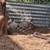 Meat rabbits 6 thumbnail