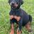 AKC Doberman Pinscher Puppies 1 thumbnail