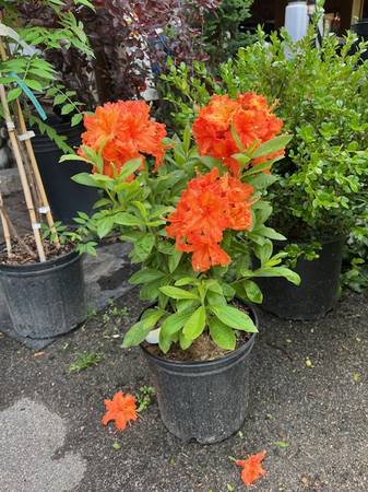 TREES  SHRUBS  HEDGES 1