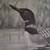 John Gallucci Signed Framed Print Loon Watch 7 thumbnail
