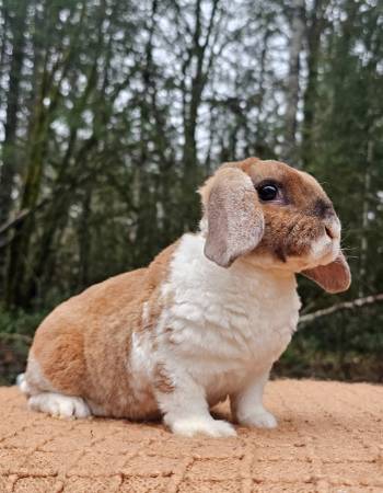 Mini Plus Lop Rabbit 1