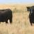 3 & 4 Yr. OLD SPRING BRED ANGUS COWS 11 thumbnail