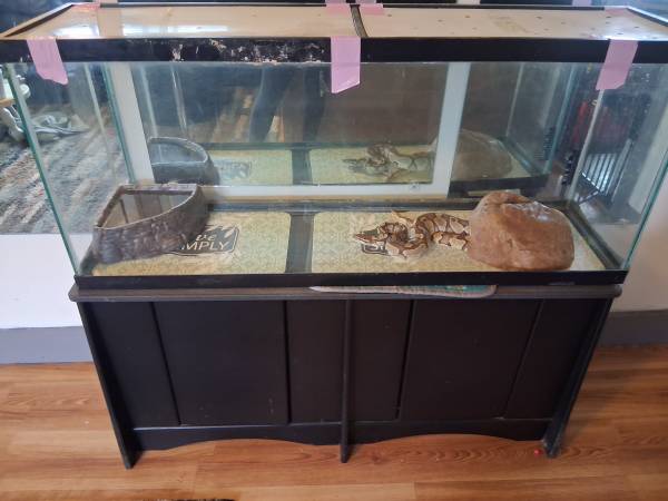 Lesser ball python 1