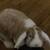 Floppy-Eared Rabbits – Litter Trained – Rehoming (Cage Available) 3 thumbnail