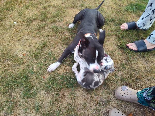Pitbulls (Spanaway)63684398468611122