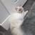 Kitten male 7 thumbnail