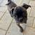 FRUG PUPPIES 2 thumbnail