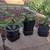 3 Easter Cactus plants - will have bright pink flowers 2 thumbnail