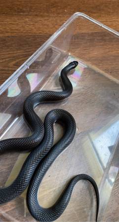 Mexican Black Kingsnake (Woodward)63671572838915121