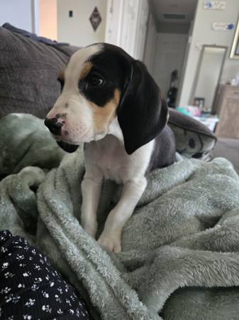 Treeing Walker Coonhound (Rock Springs)63655922421761124