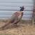 Ringneck pheasant flight ready 3 thumbnail