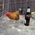 Roosters 6 thumbnail