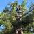 TREE SERVICE/ TREE CARE/ tree tree tree 15 thumbnail