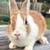 Dutch bunnies!! 4 thumbnail