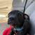 Pitbull lab puppy mix 1 thumbnail
