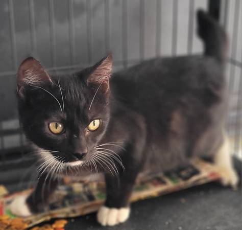 Short tail Tuxedo63688917926017122