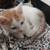 Kittens Free to a Good Home 1 thumbnail